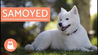 Samoyed Dog  history characteristics and care [upl. by Zerep539]