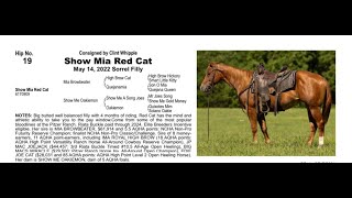 Pitzer Ranch Fall Sale 2024 Lot 19 SHOW MIA RED CAT [upl. by Hgielanna]