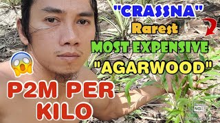 quotAquilaria Crassnaquot Rarest Most Expensive Agarwood That costs P2 Million Pesos Per Kilo GAHARU [upl. by Armyn]