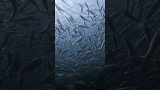 a school or a shoal of fish marinescience shorts whitsundays [upl. by Netsrejk]