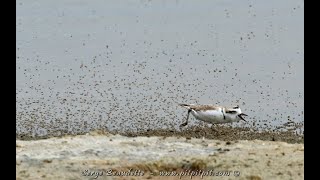 Pluvier neigeux et autres limicoles en alimentation dune drôle de façon [upl. by Aridni38]