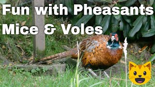 Fun with Pheasants Mice and Voles random clips for Cats from AXIS P3224LV Mk II and Nikon D3200 [upl. by Aicaca]