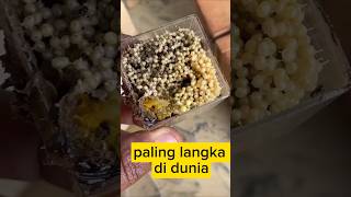 Madu Klanceng Putih  Jenis Paling Langka Di Dunia [upl. by Imuya678]