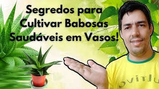 Segredos para cultivar Babosas saudáveis em vasos [upl. by Nitza530]