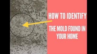 How To Identify Mold Found In Your Home Tape Lift Sample [upl. by Idnym]