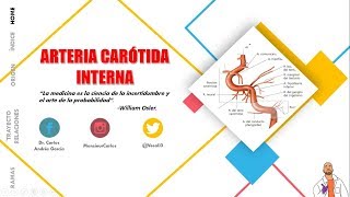 Anatomía  Arteria Carótida Interna Origen Trayecto Porciones Ramas [upl. by Maynard]