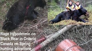 Rage Hypodermic Titanium test destroys Black Bear in Canada perfect shot placement Mathews bow POV [upl. by Inor]