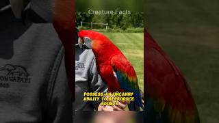 This Is How Parrots Talk 🦜😯🦜 [upl. by Patrizius]