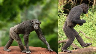 Did Bipedalism Evolve in the TREES [upl. by Aimar154]