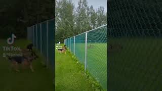 Belgian malinois climbs fence [upl. by Rossy]