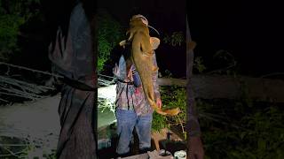 Flatheads and Blue Catfish using Limb lines and Bank Poles datlouisianalife louisiana catfish [upl. by Aikkin481]