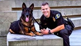 Police Dog Shot in Line of Duty Reunited with Cop  Good Morning America  ABC News [upl. by Htebzil]