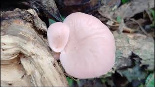 Wonderful beautiful Independence Day fruiting of Pink Pleurotus or Pleurotus djamor in Canacona3 [upl. by Agate888]