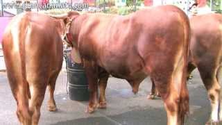 Vacas y toros del país Feria de Ganado San Mateo 2013 [upl. by Eniac]