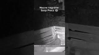 Szop pracz 🦝 Nocne nagranie nature zwierzęta animals wildlife wildanimals [upl. by Suilienroc]