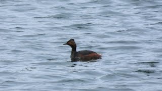 Blacknecked Grebe oxonbirdingblogspotcouk [upl. by Neddy]