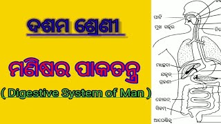 digestive system of man  human digestive system।। illustration  study generalknowledge study [upl. by Ysirhc]