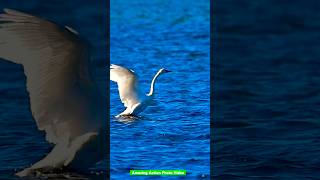 Beautiful tundra swan 🦢birds birdslover nature birdwatching swan tundraswan lake wings [upl. by Ysdnyl]