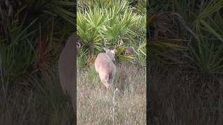 TOO CLOSE TO RELOAD deer floridadeer hunting hunt deerhunting muzzleloader buck buckdown [upl. by Karissa]