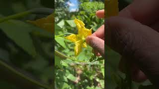 How to hand pollinate a loofah flower [upl. by Cranston]