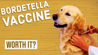 Should Your Dog Get a Bordetella Vaccine [upl. by Xxam824]