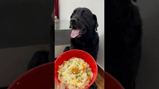 Best Healthy Food Recipe For My Dog doglover lucky [upl. by Nets]