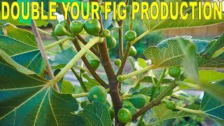 Fertilizing Figs For Maximum Production  Double Your Fig Harvest [upl. by Elocn65]