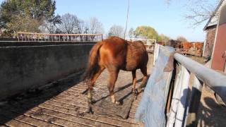 Verwaarloosde paarden in beslag genomen [upl. by Egamlat]