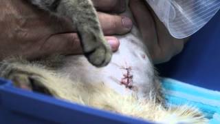 Spaying a pregnant cat  Part 2 Postop handing over inspection [upl. by Calvin]