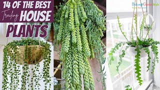 14 of the Best Trailing House Plants  Hanging Indoor Plants [upl. by Atalanti]