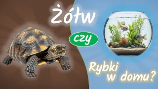 Żółw czy rybki w akwarium Kogut Rubin pomoże jakie zwierzątko domowe wybrać [upl. by Briney]