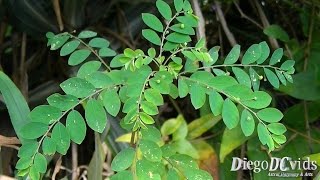 Phyllanthus tenellus  Planta Medicinal Quebrapedra Phyllanthaceae [upl. by Taran]