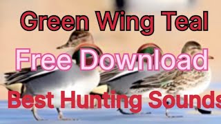 Green Wing Teal Hunting Sound [upl. by Aid]