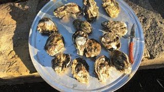 Mojoe Oyster Stew An Easy and Delicious Meal in Baja [upl. by Tabby]