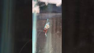 Betta fish life transformation 🙀🙀 shorts bettafish breeding [upl. by Tanney359]