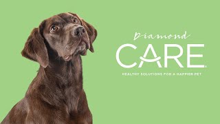 Sensitive Skin in Dogs Presented by Diamond CARE® [upl. by Robbyn]