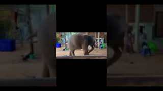 Elephant dance for local music comedy funny music typeb [upl. by Ariela]