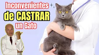 🆘 INCONVENIENTES DE CASTRAR UN GATO 🆘 CASTRE A MI GATO Y PASO ESTO [upl. by Jilly226]