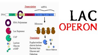 Lac operon [upl. by Uile128]