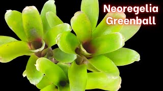 Introduction and Care Tips for Neoregelia Greenball [upl. by Ahsiakal]