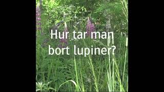 Hur sjutton blir man av med blomsterlupiner [upl. by Anauqahc]