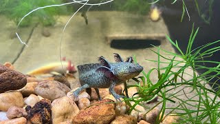 Special Guest Axolotls on LRB Live [upl. by Asillam]