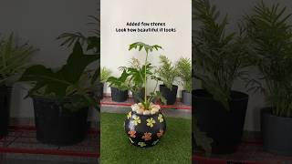 philodendron selloum in tyre planter diy ytshorts gardening garden philodendron plantcare [upl. by Adnohryt]