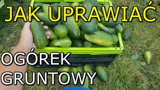 Jak uprawiać Ogórek gruntowy  Uprawa Ogórków gruntowych KROK po KROKU [upl. by Leoine918]