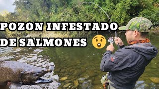 RÍO PLAGADO DE SALMONES CHINOOK 😱👑 EL SEÑUELO MILAGROSO LO HIZO OTRA VEZ 🔥 es letal 👌 [upl. by Seidel]