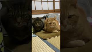 10歳猫 カメラを向けると借りてきた猫 [upl. by Ysnat]