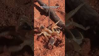 Survivorman  Catching Scorpions Surviving in the Kalahari Desert  Les Stroud [upl. by Eon]