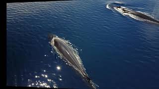 Ballena defecando en la Costa del Garraf  Mayo 2017 [upl. by Roy]