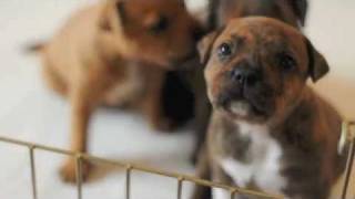 Staffordshire Bull Terrier Puppies  3w5d [upl. by Radu]