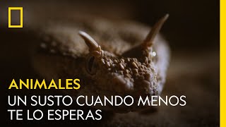 Un susto de muerte cuando menos te lo esperas  NATIONAL GEOGRAPHIC ESPAÑA [upl. by Mott]